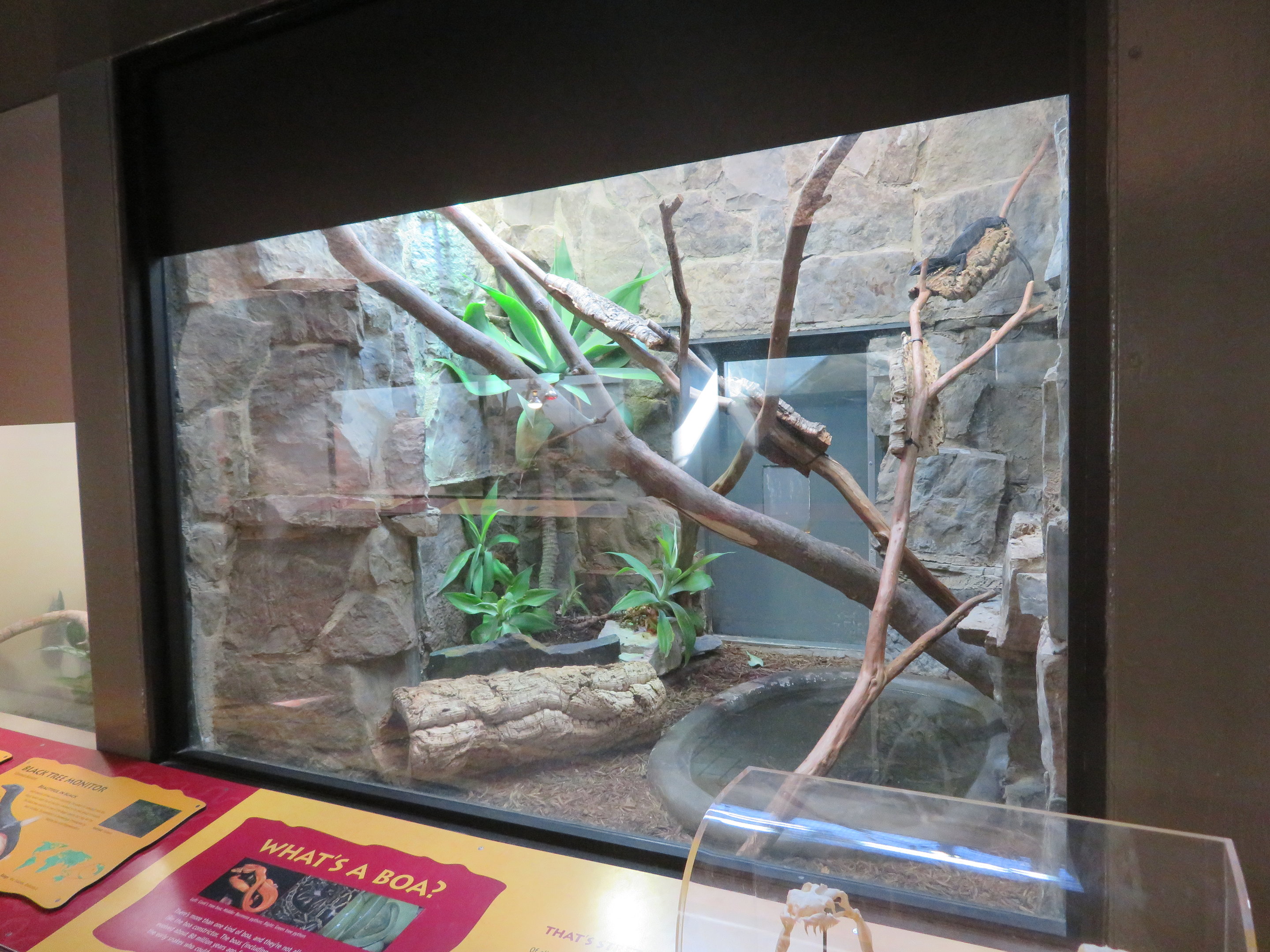 Black Tree Monitor Exhibit