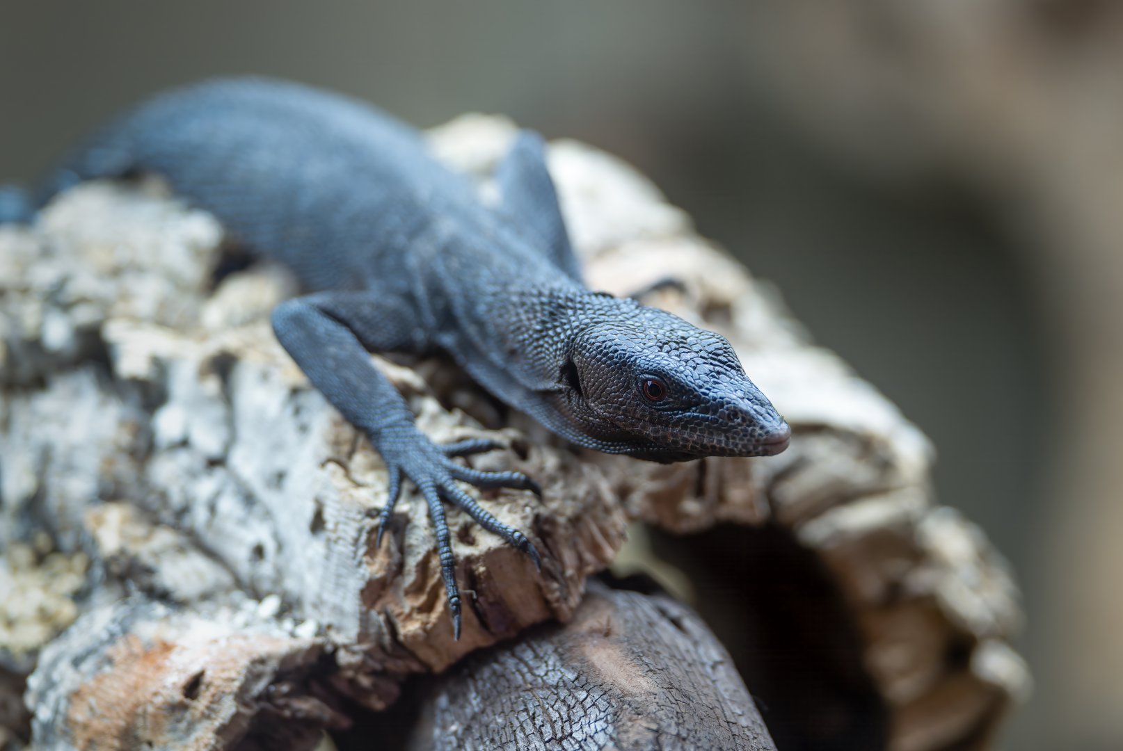 Black tree Monitor, Hamerton, UK