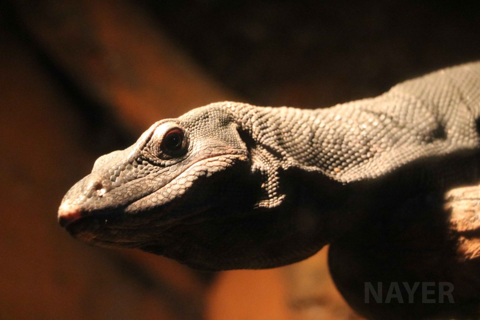 Black tree monitor, June 2016