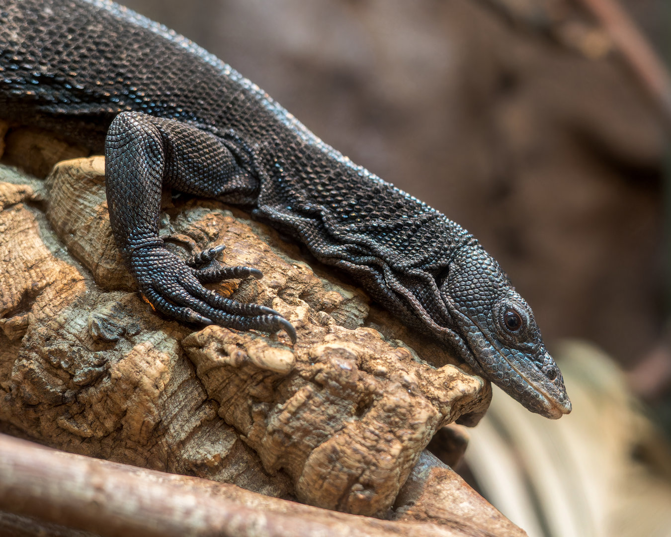 Black Tree Monitor / Newquay Zoo / 16-3-23
