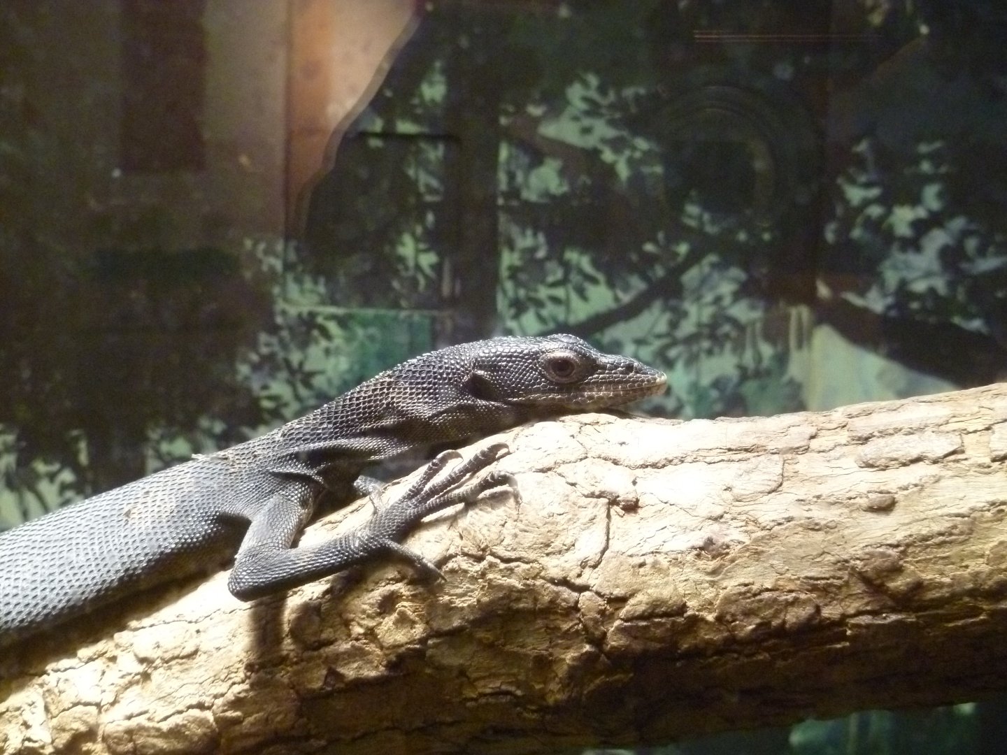 Black tree monitor (or so I think)