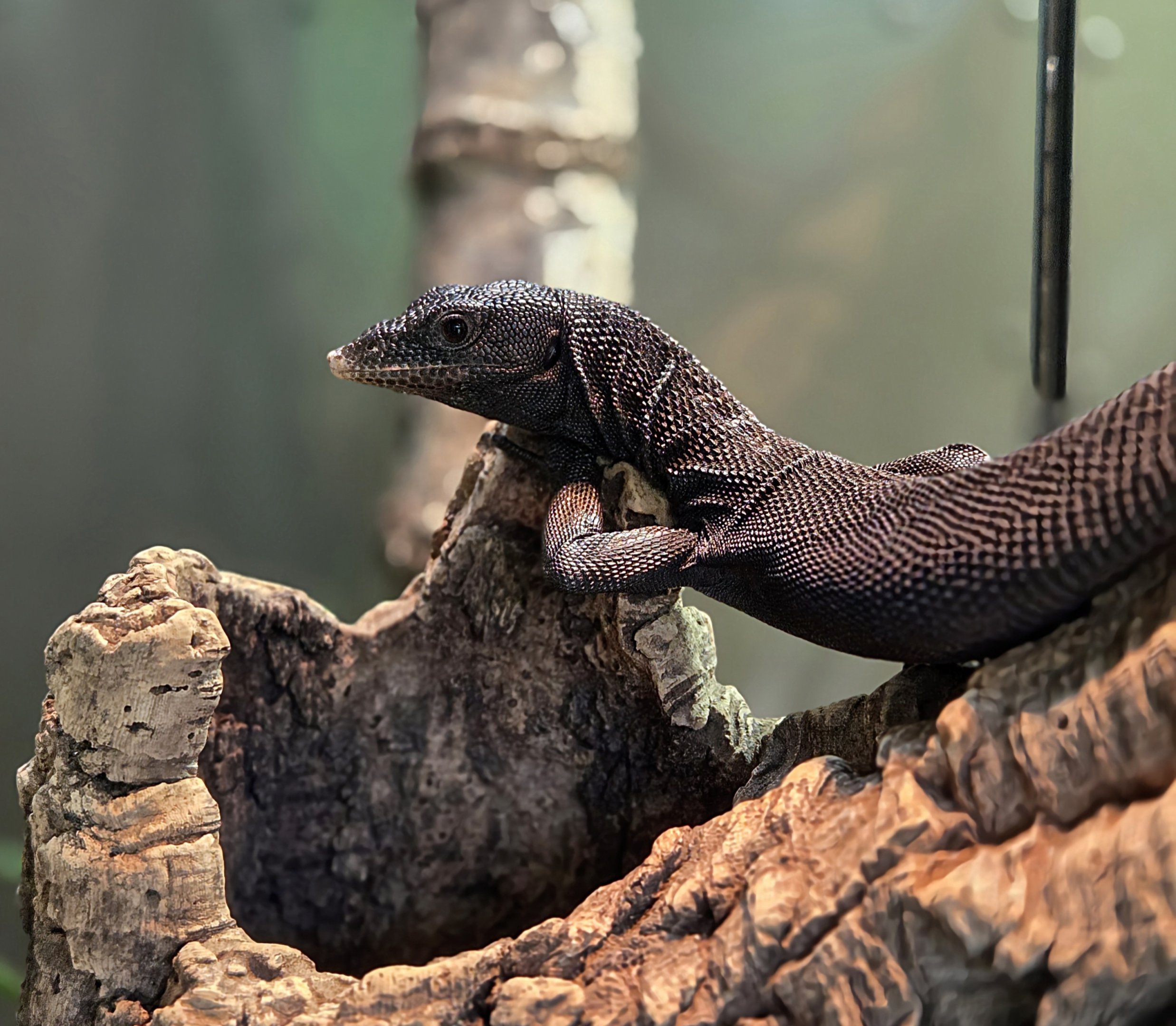 Black Tree Monitor-Riverbanks Zoo
