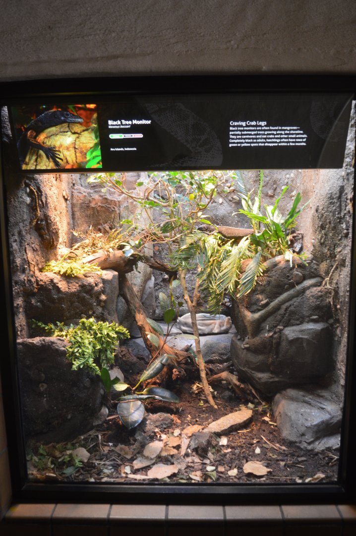 Black Tree Monitor Terrarium