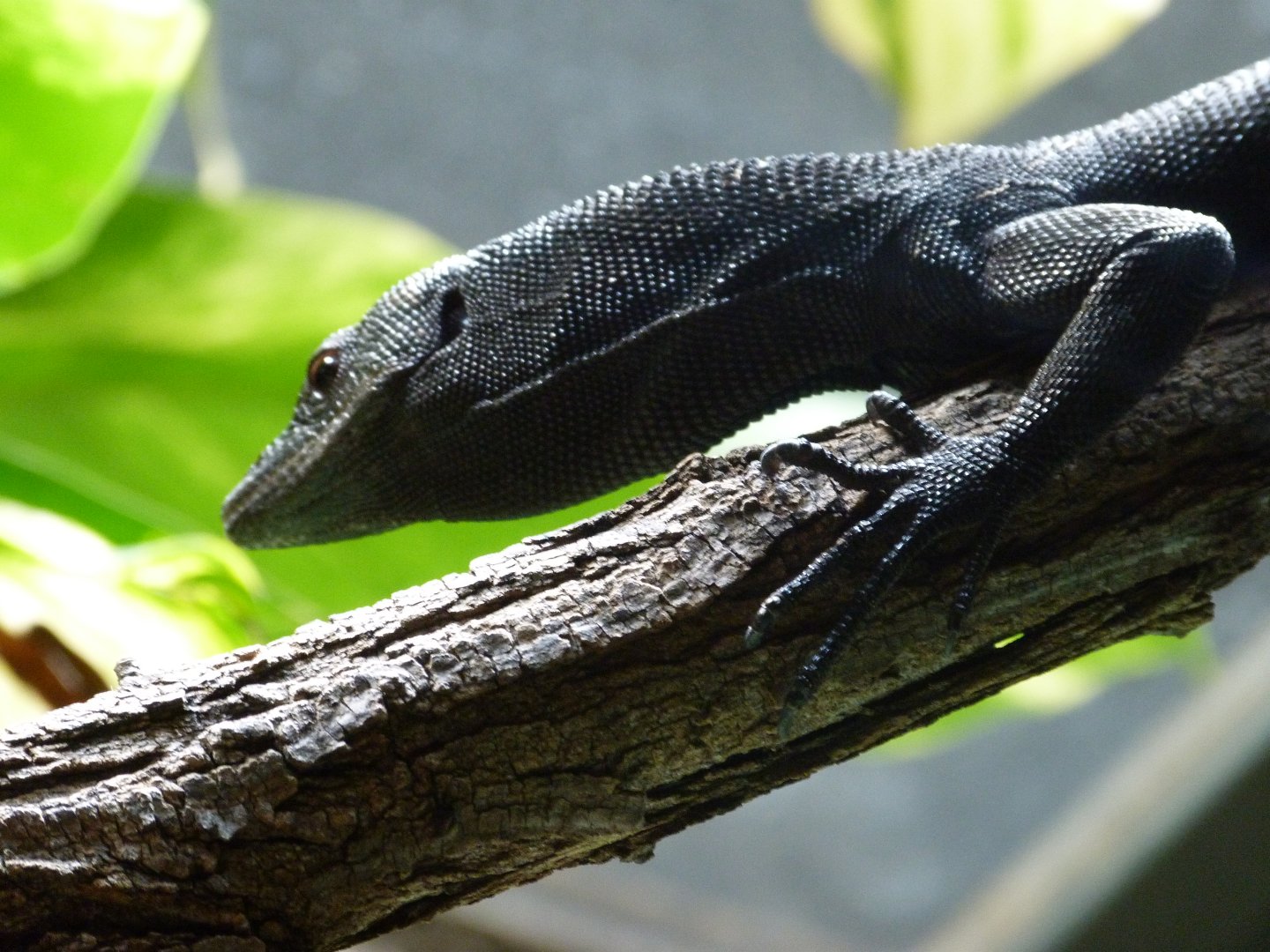 Black tree monitor -Tierpark Berlin (2024)
