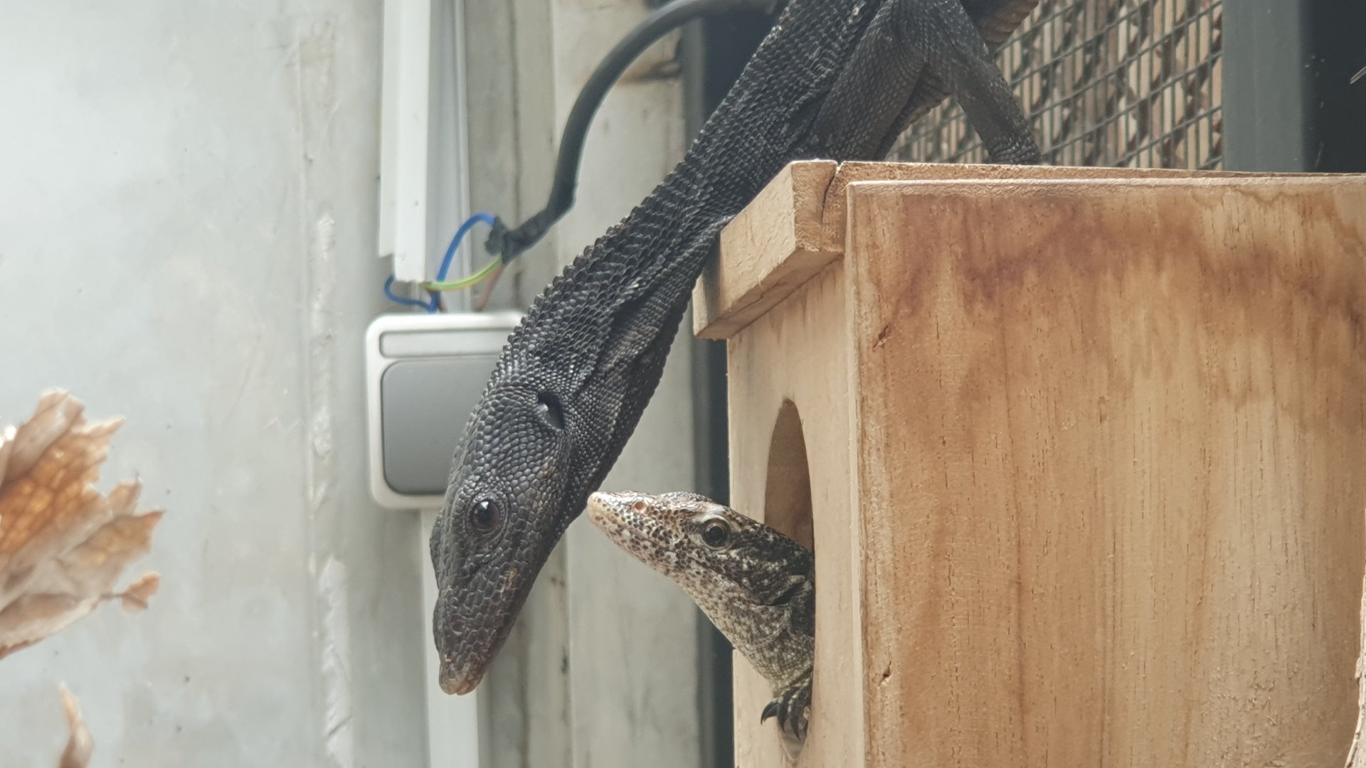 Black tree Monitor (Varanus beccarii) and Unknown Varanid - Museum Komodo