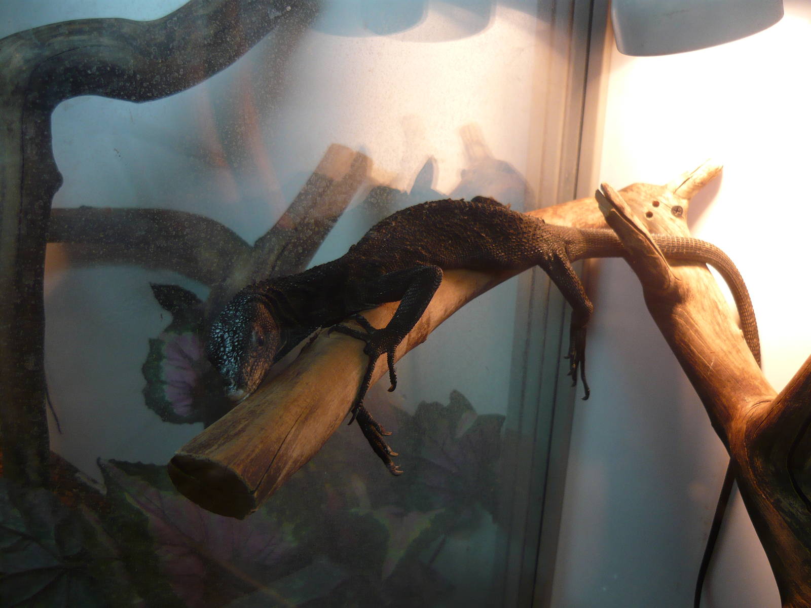 Black tree monitor (Varanus beccarii)