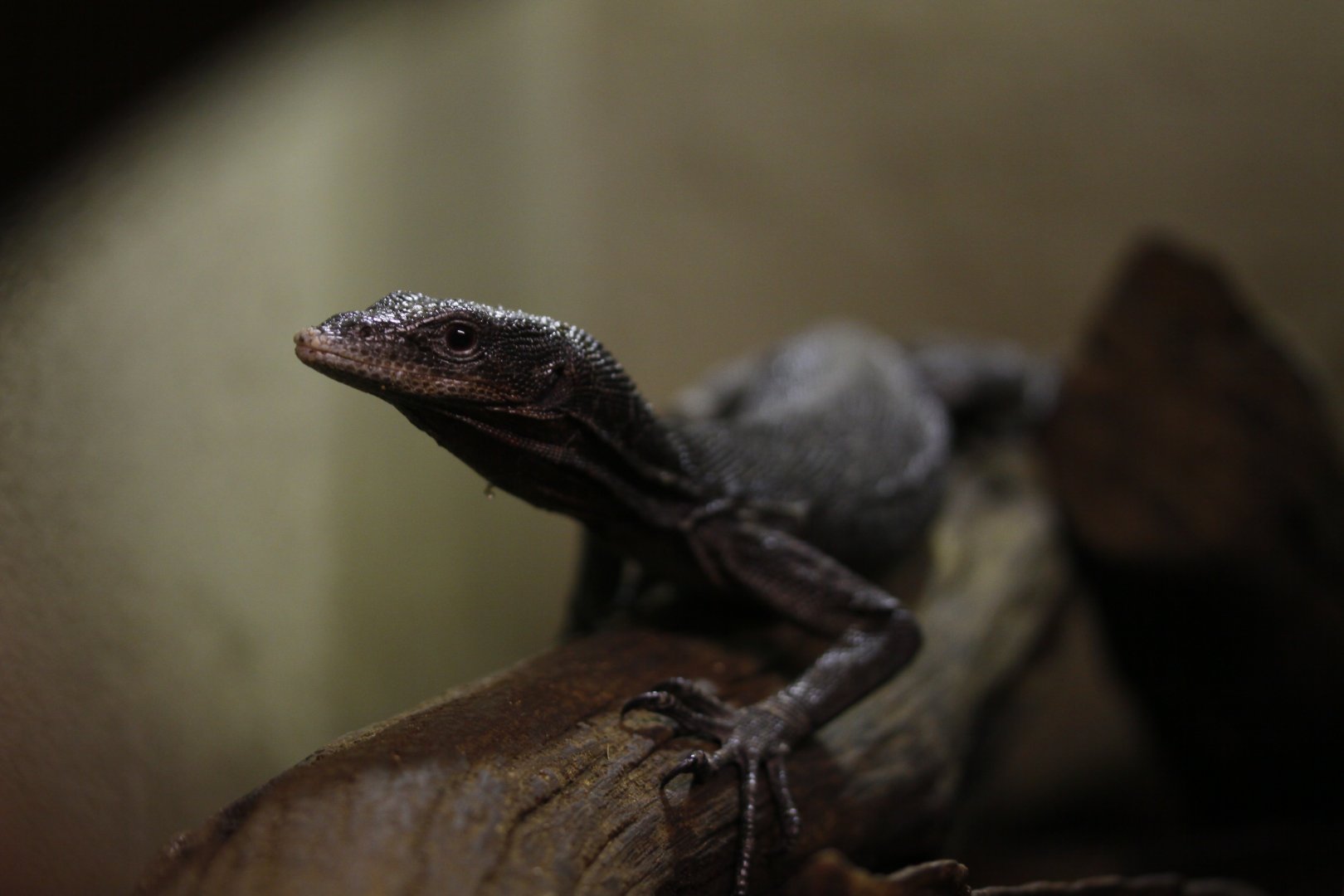 Black tree monitor (Varanus beccarii)
