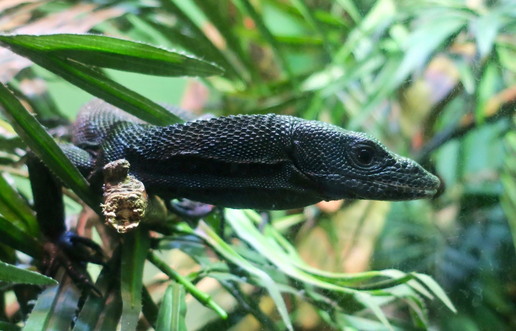 Black Tree Monitor (Varanus beccarii)