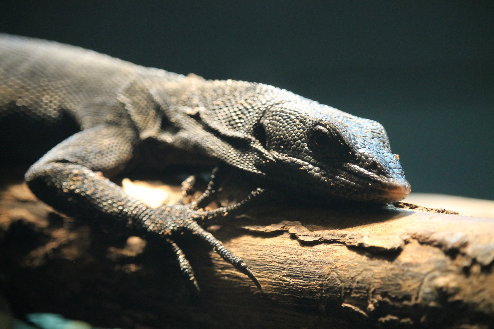 Black Tree Monitor (Varanus beccarii)