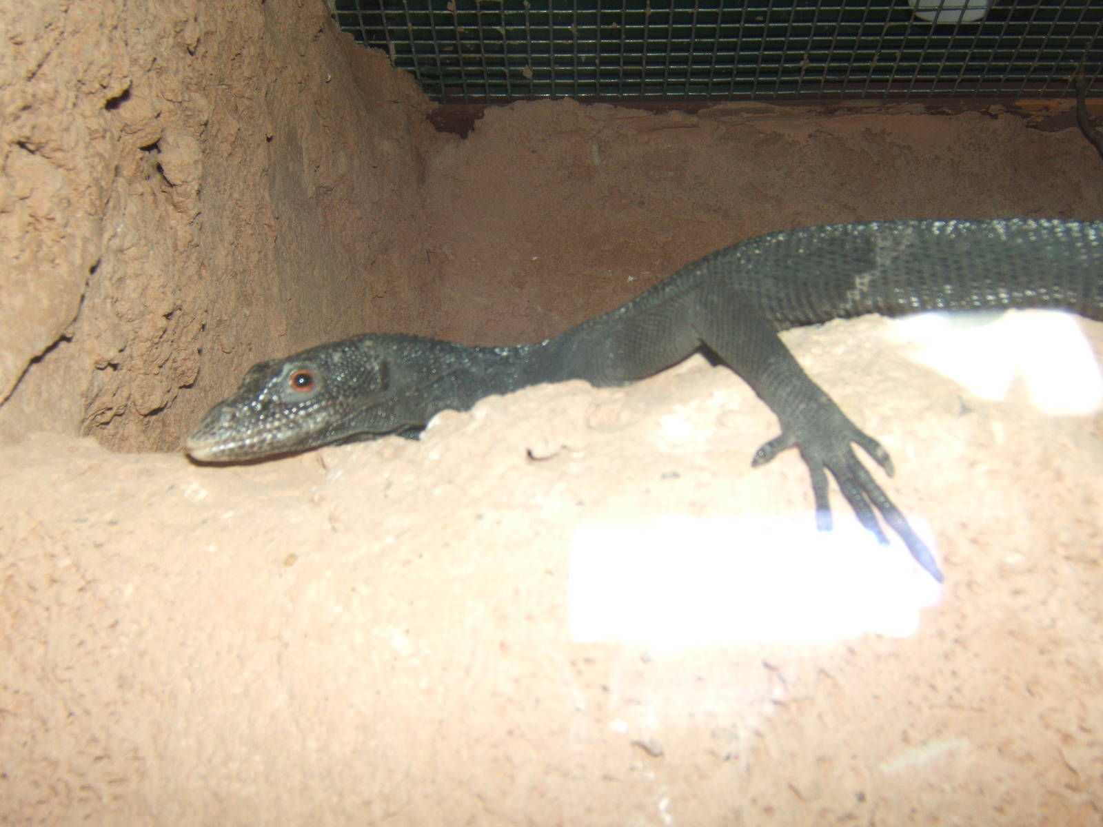 Black Tree Monitor