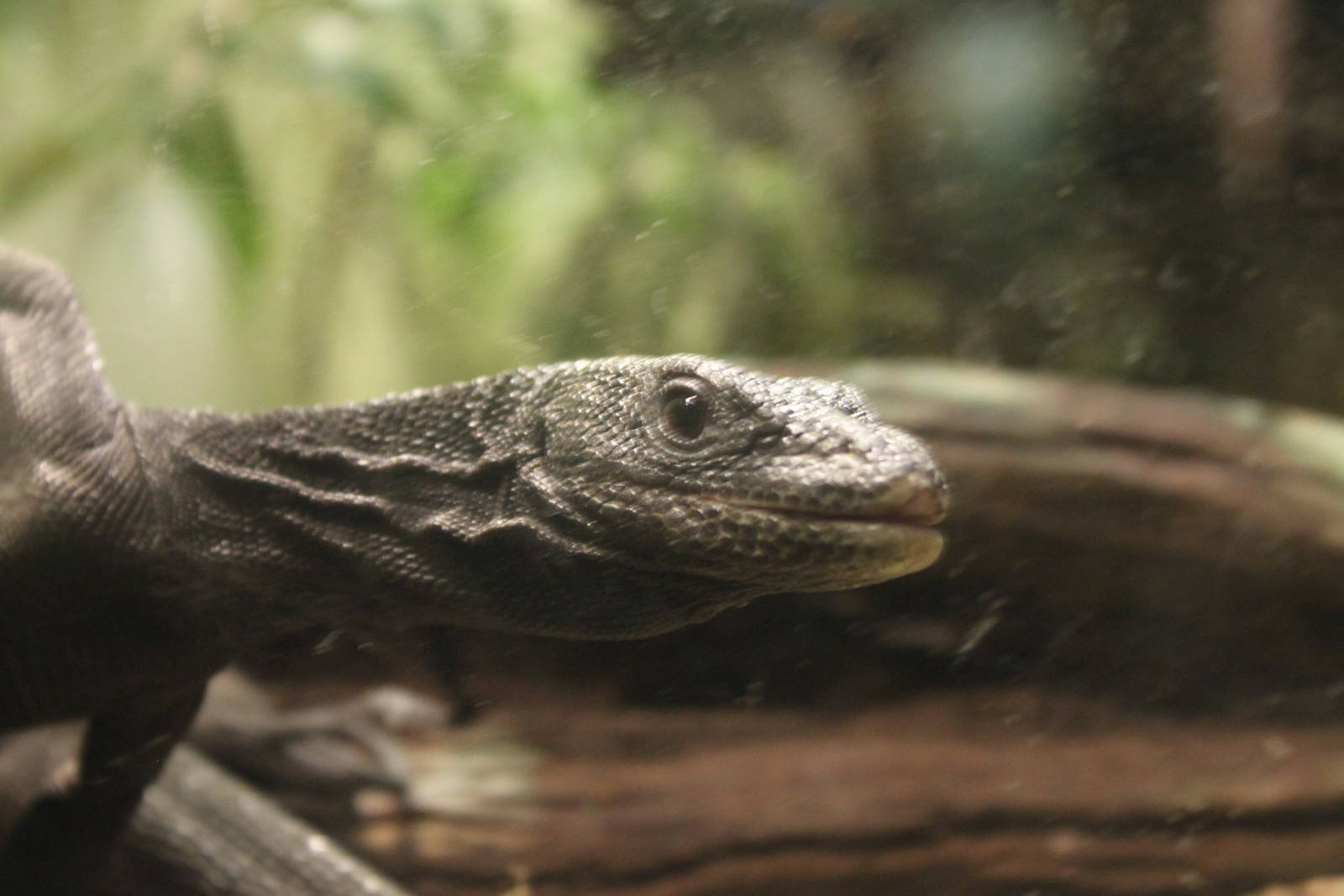Black tree monitor