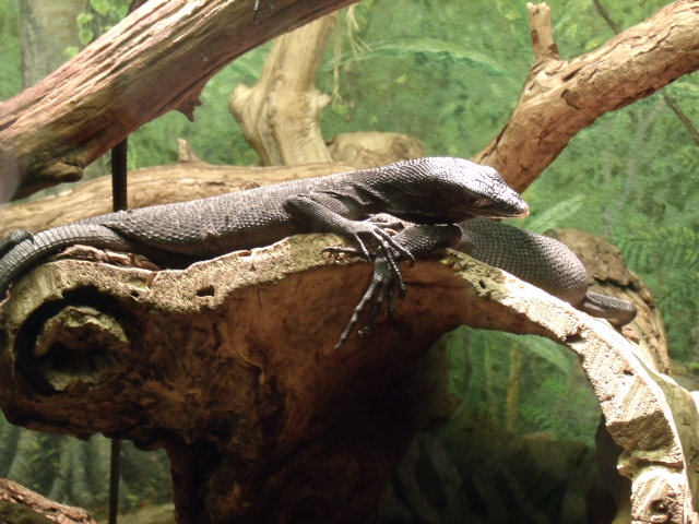 Black Tree Monitor