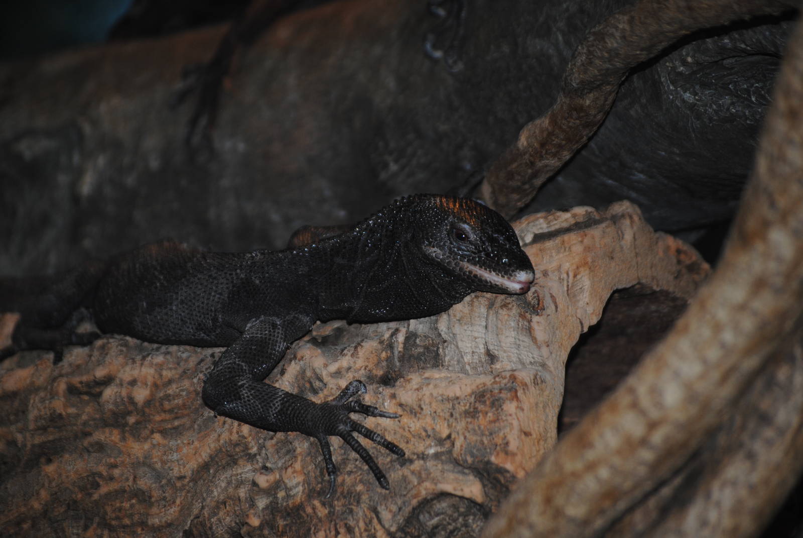 Black Tree Monitor
