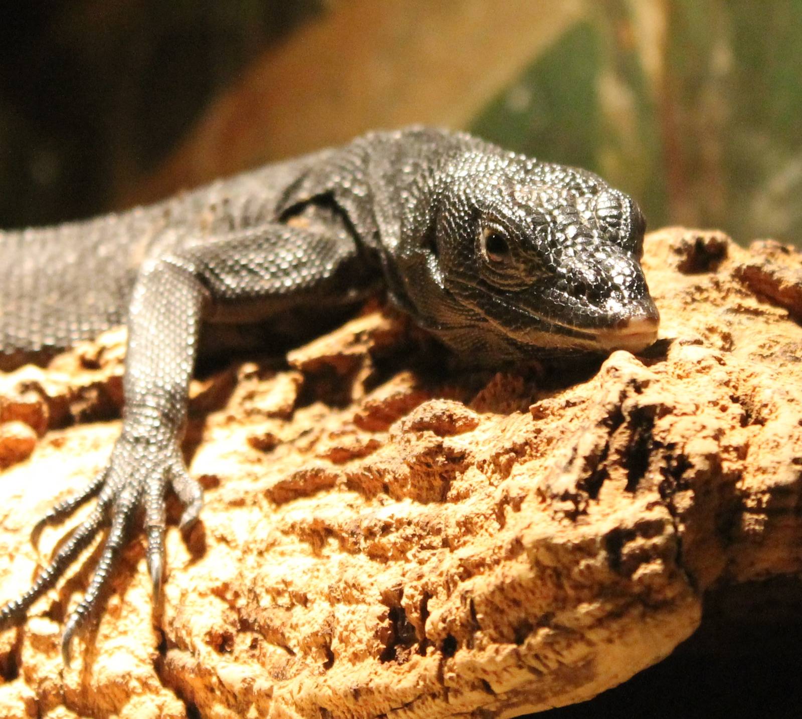 Black tree monitor