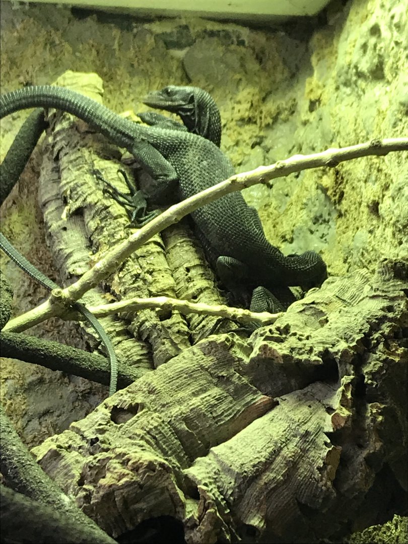 Black tree monitor