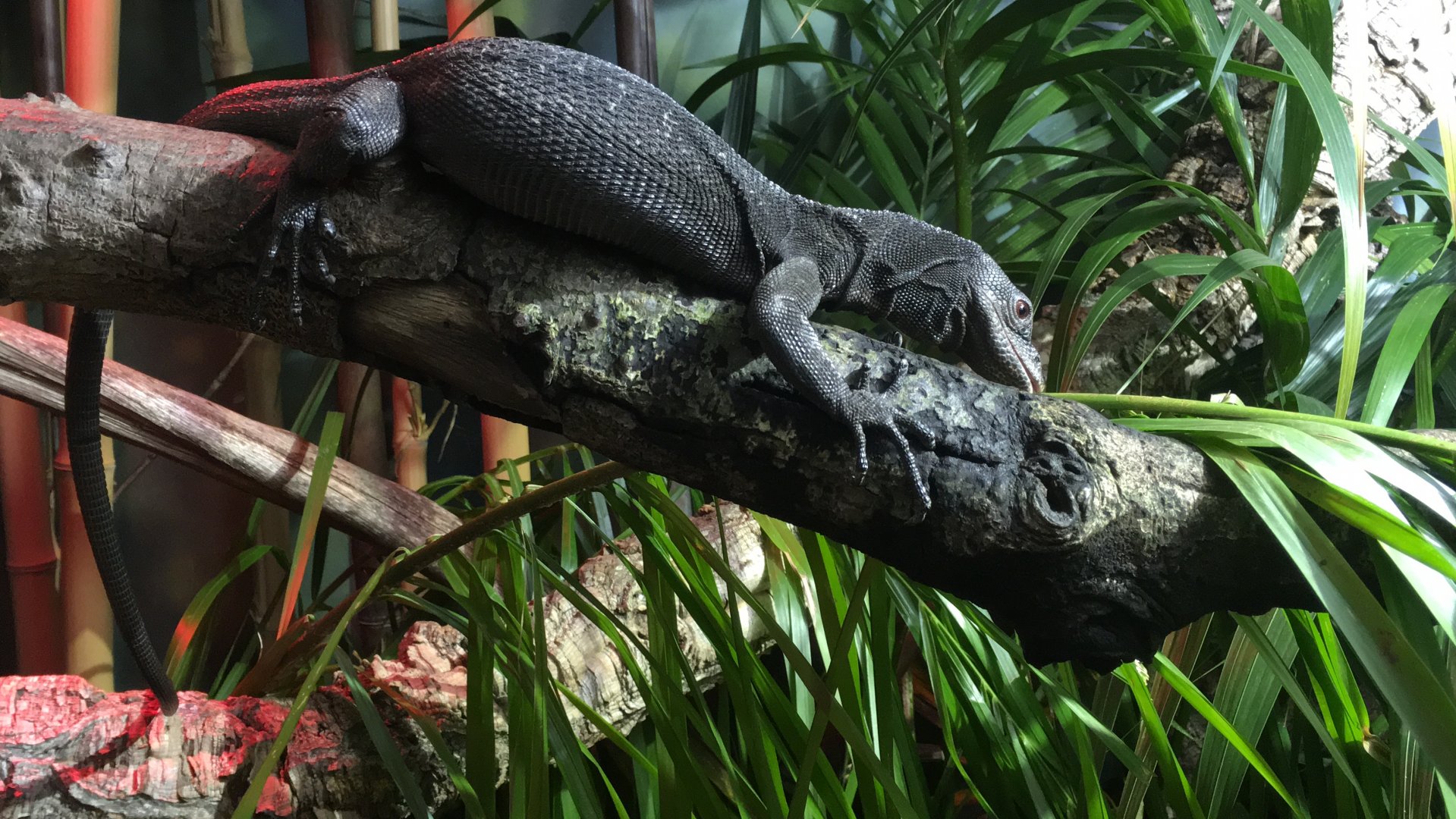Black tree monitor
