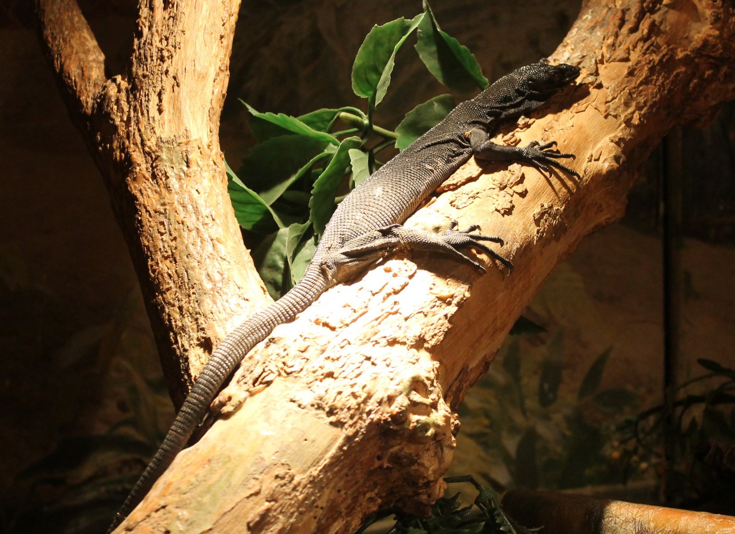Black tree monitor