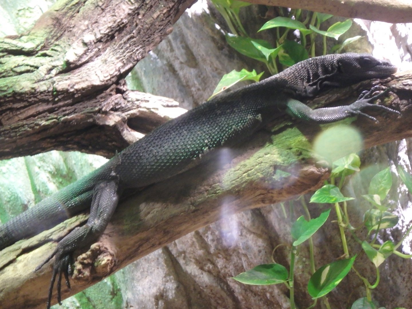 Black tree monitor