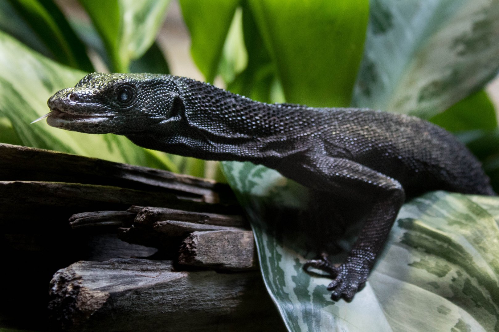 Black tree monitor