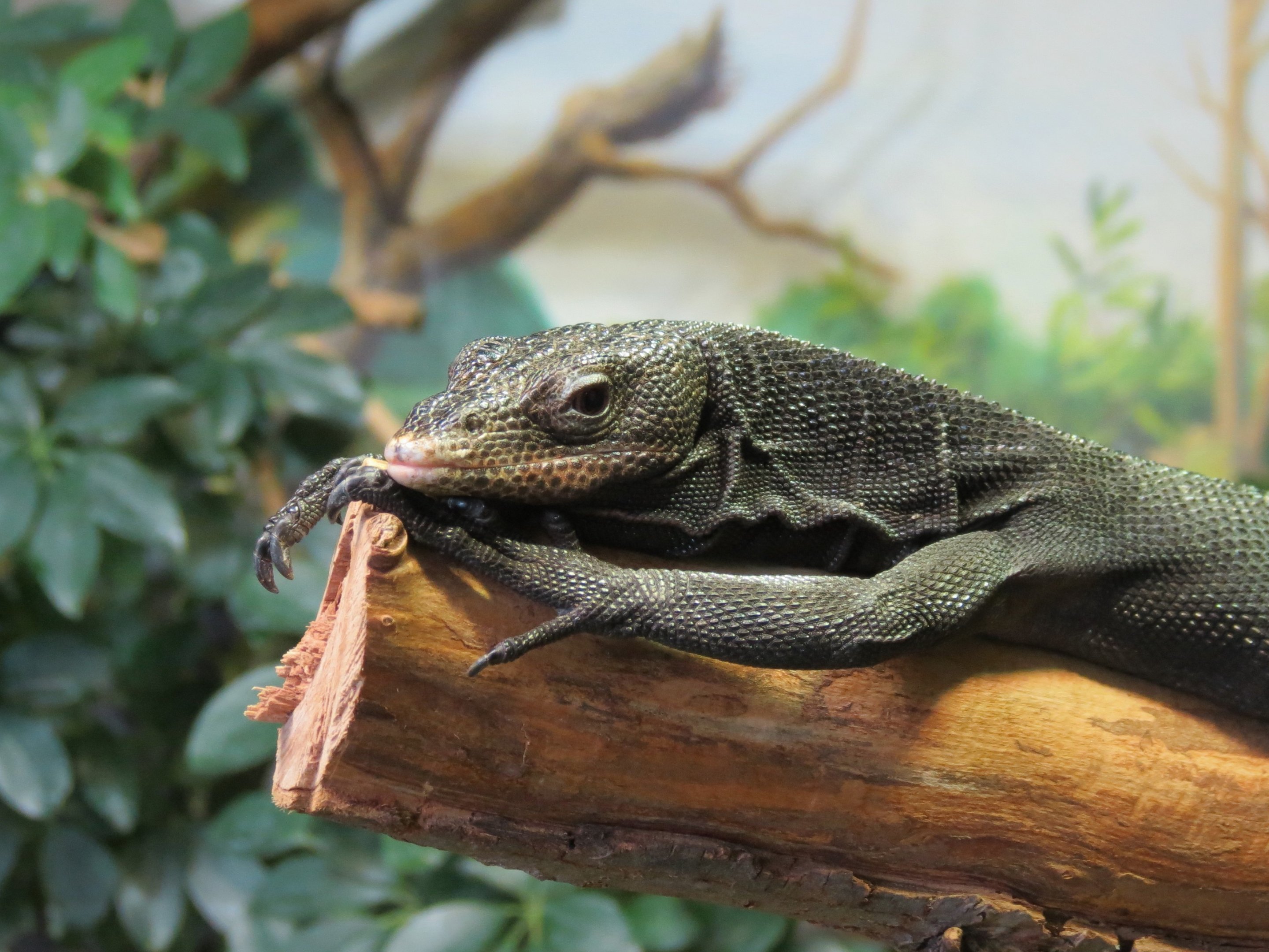 Black Tree Monitor