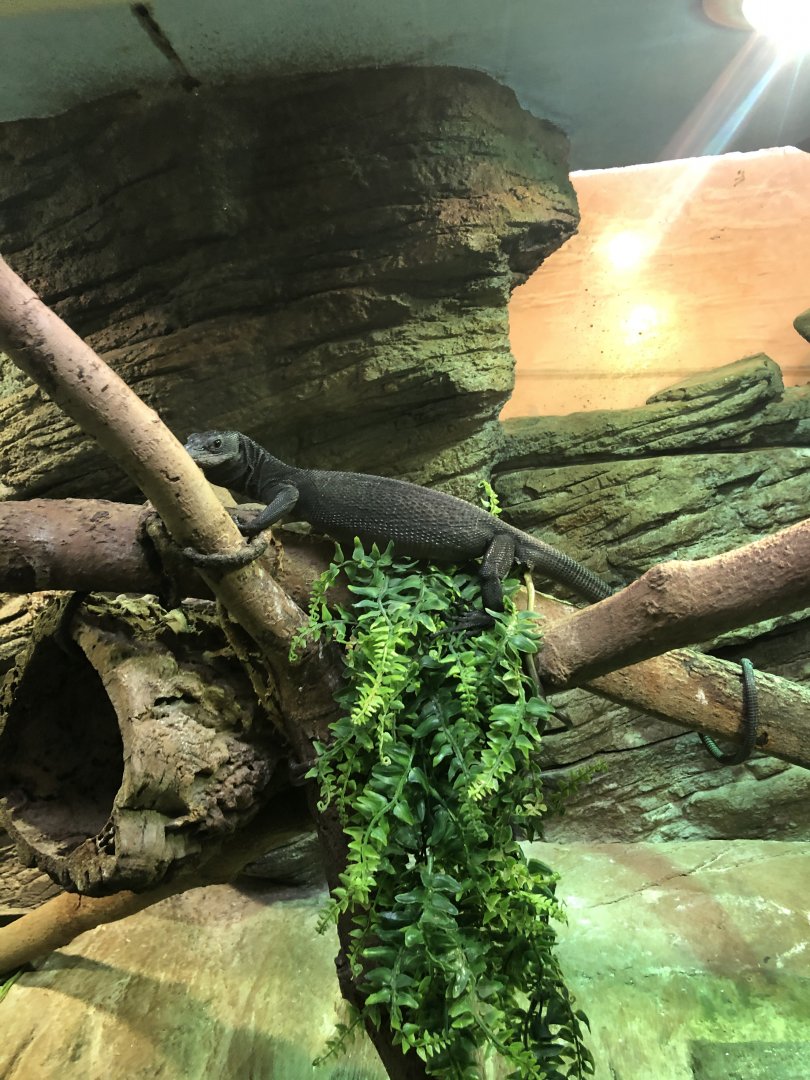 Black Tree Monitor