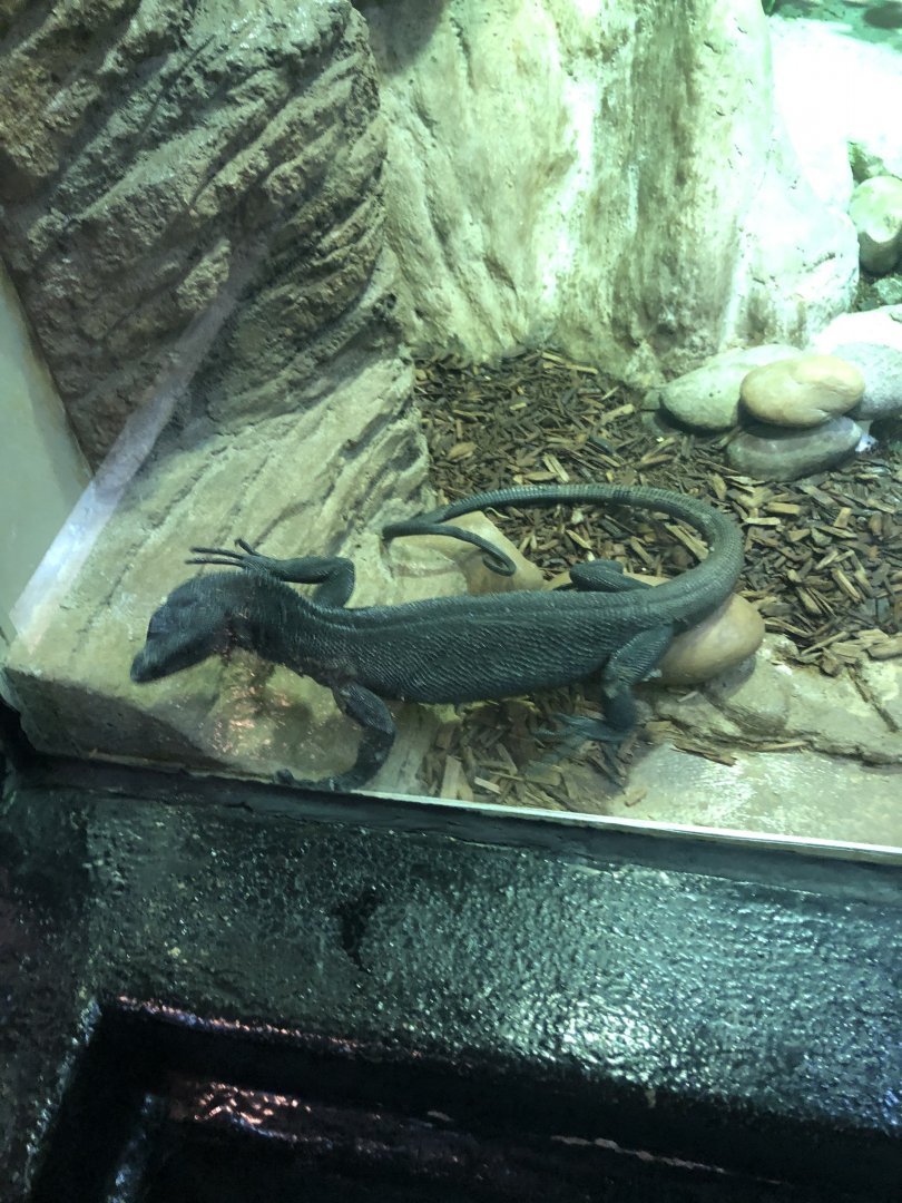 Black Tree Monitor