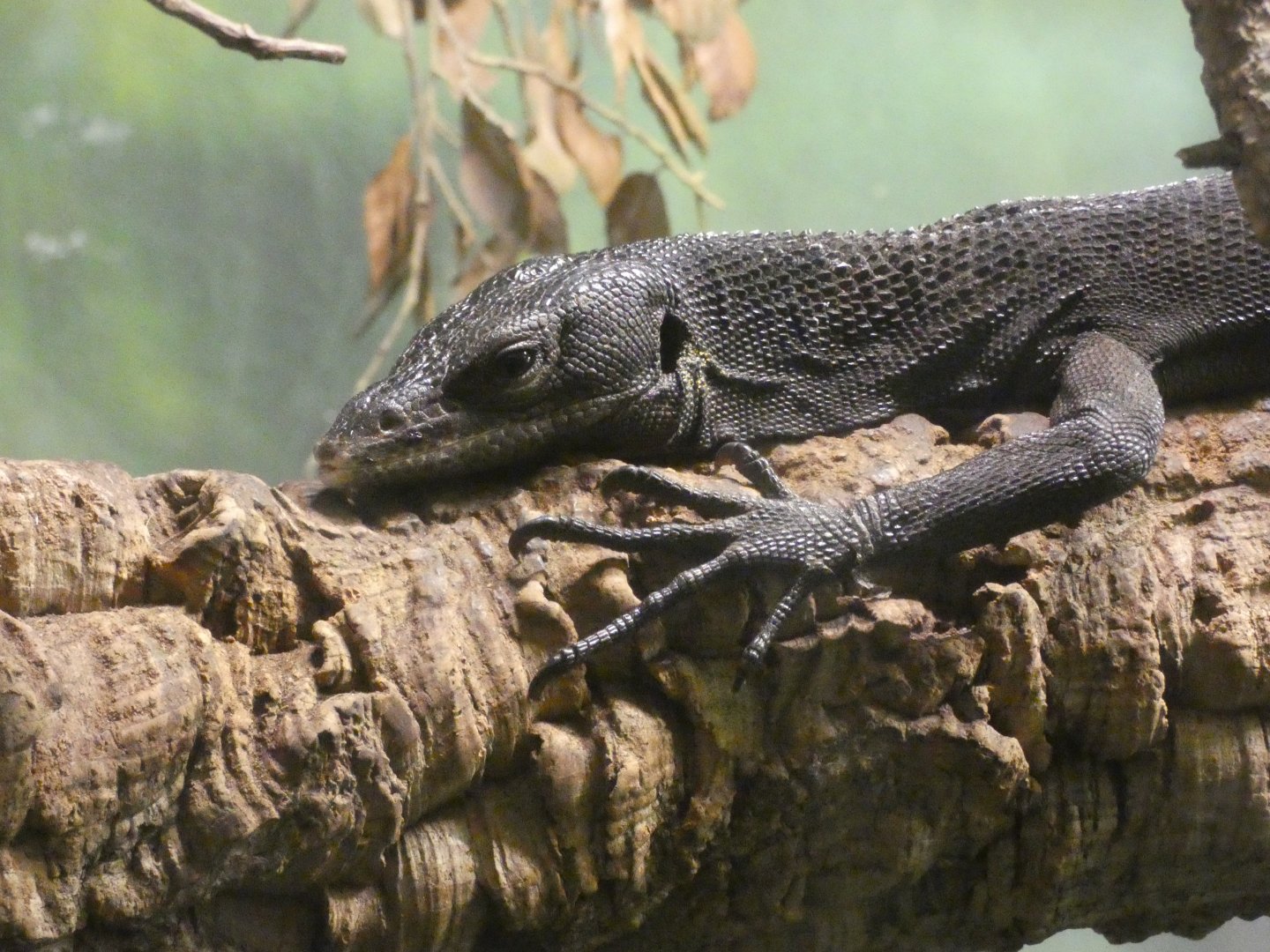 Black tree monitor
