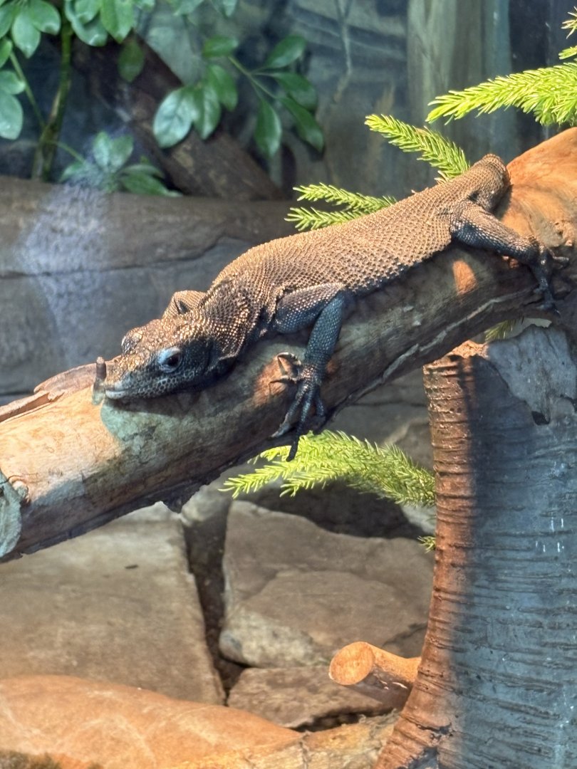 Black Tree Monitor