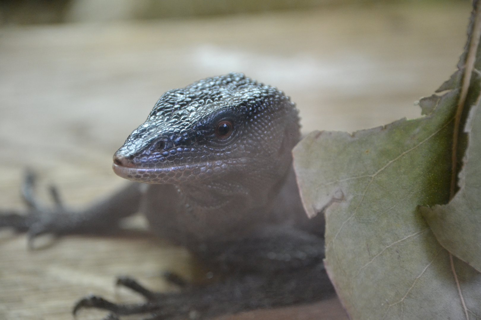 Black tree monitor
