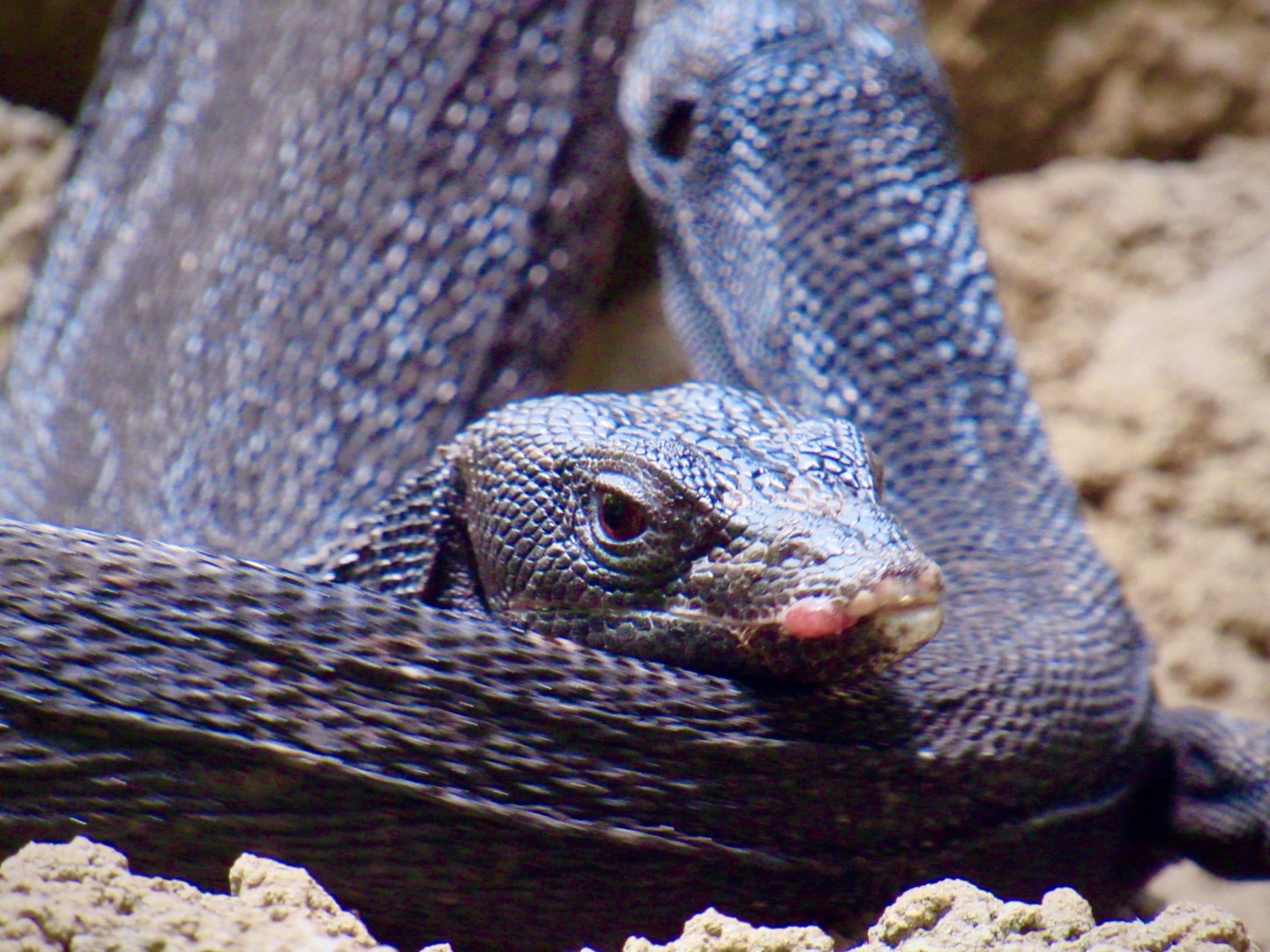 Black tree monitor