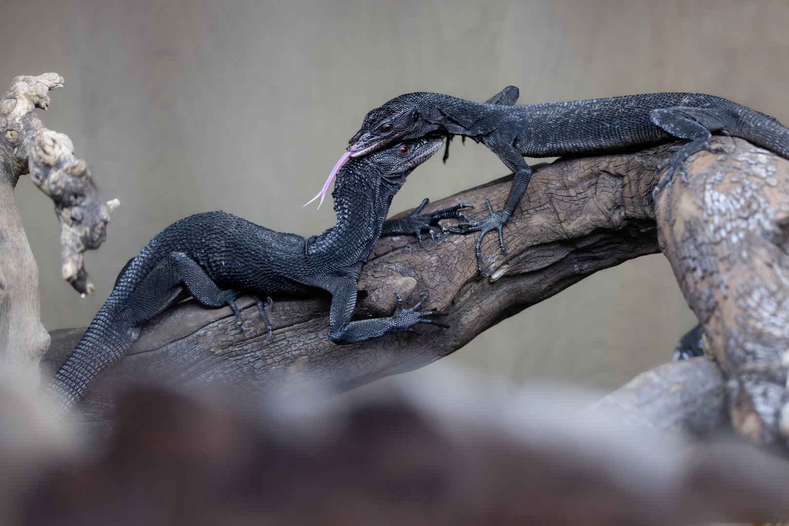 Black Tree Monitors / Hamerton / 24-9-24