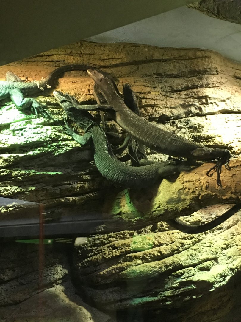 Black Tree Monitors | Milwaukee County Zoo