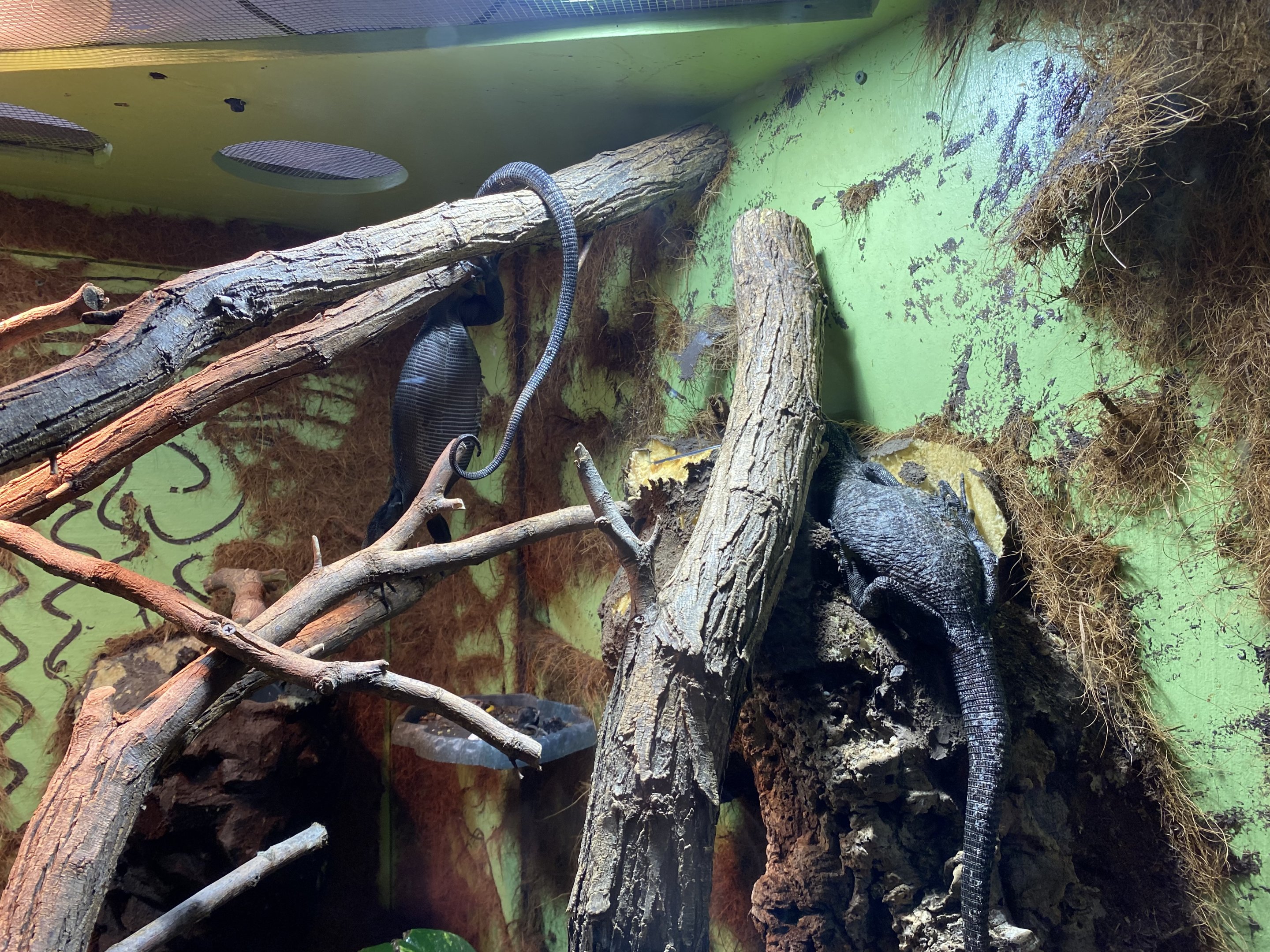 Black Tree Monitors