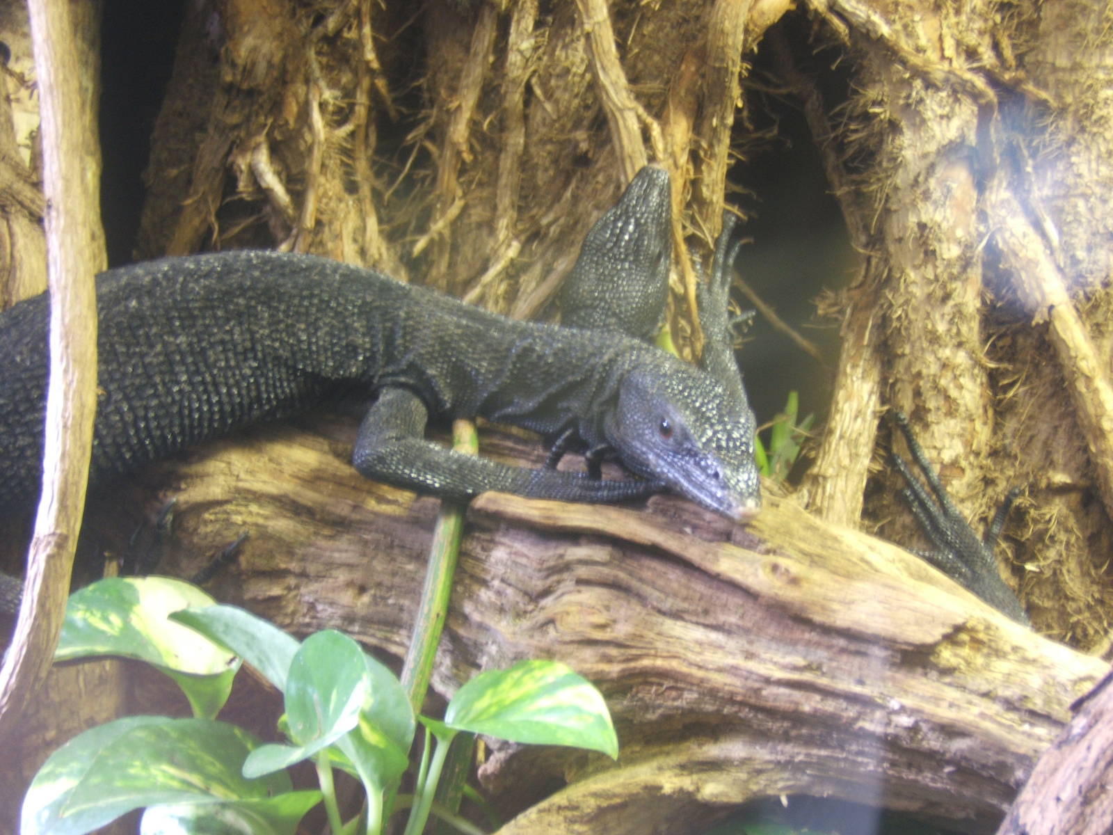Black Tree Monitors