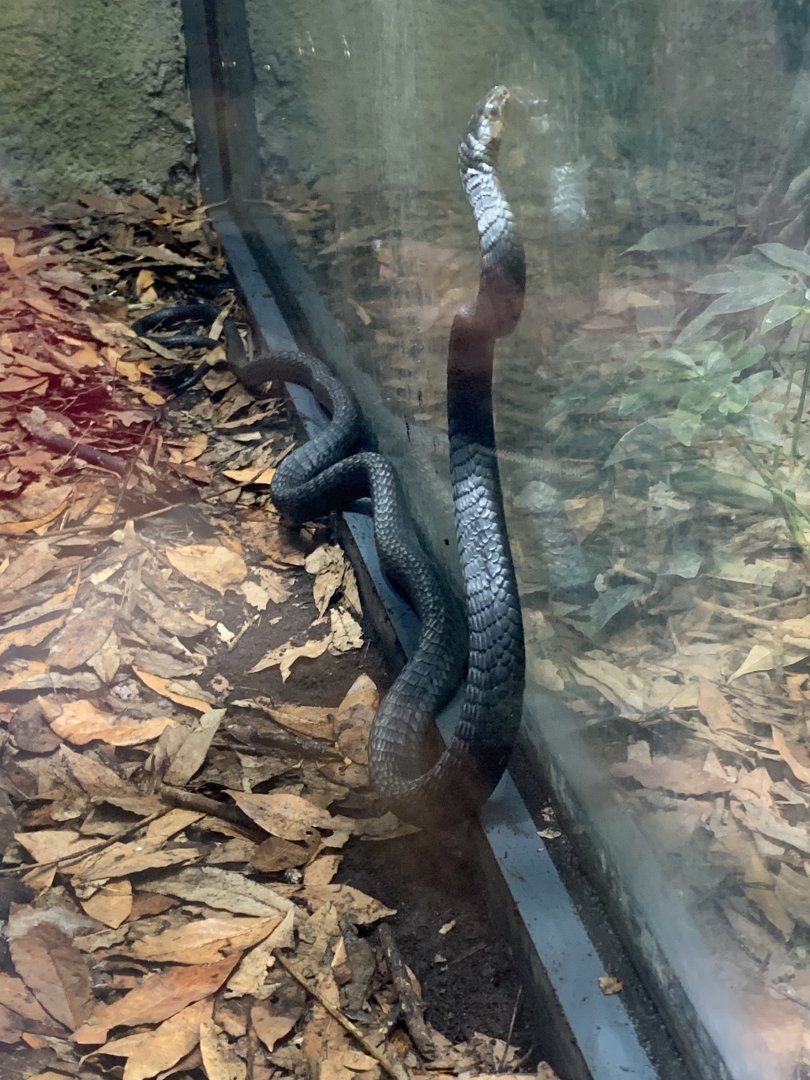 Black tree snake