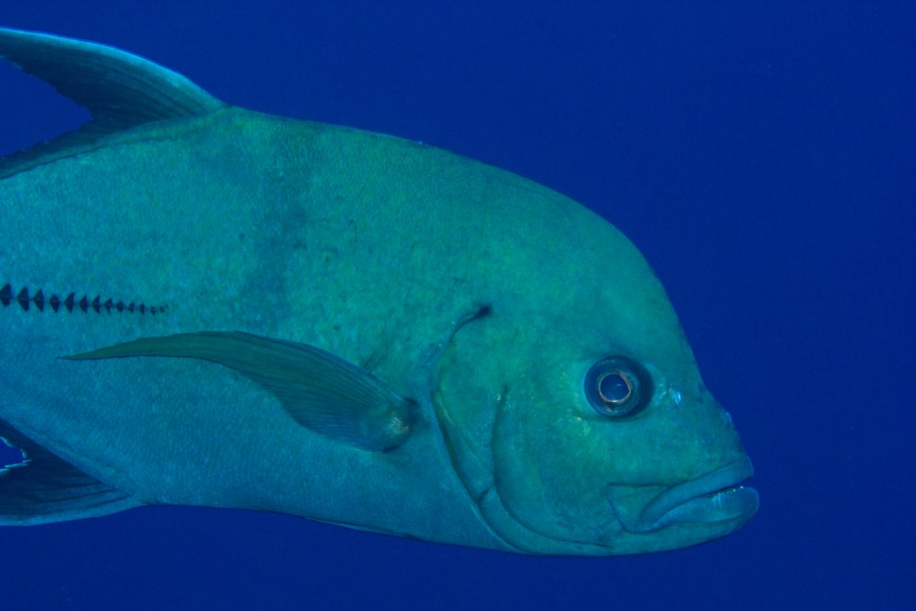 Black Trevally