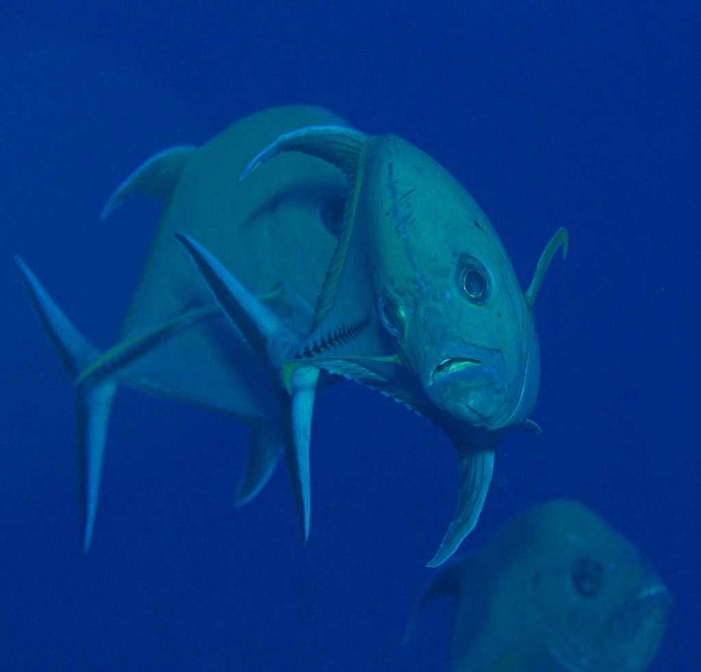 Black Trevally