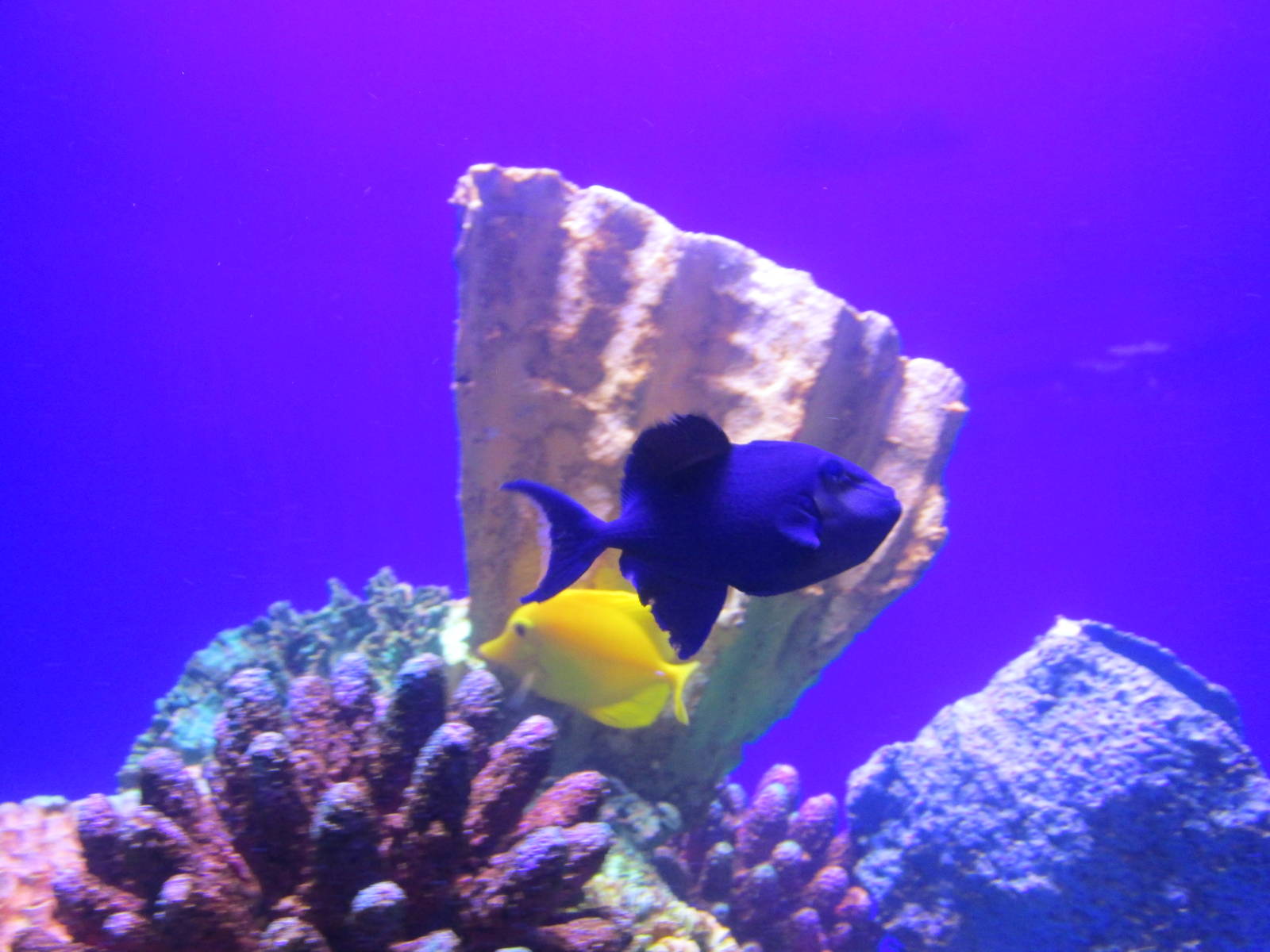 black triggerfish and yellow tang acuario inbursa