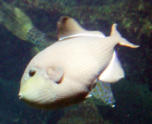 Black Triggerfish (Melichthys niger)