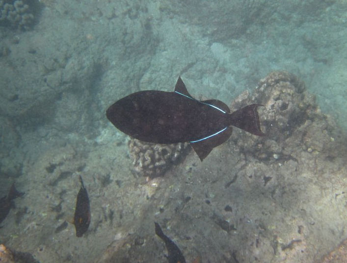 Black Triggerfish (Melichthys niger)
