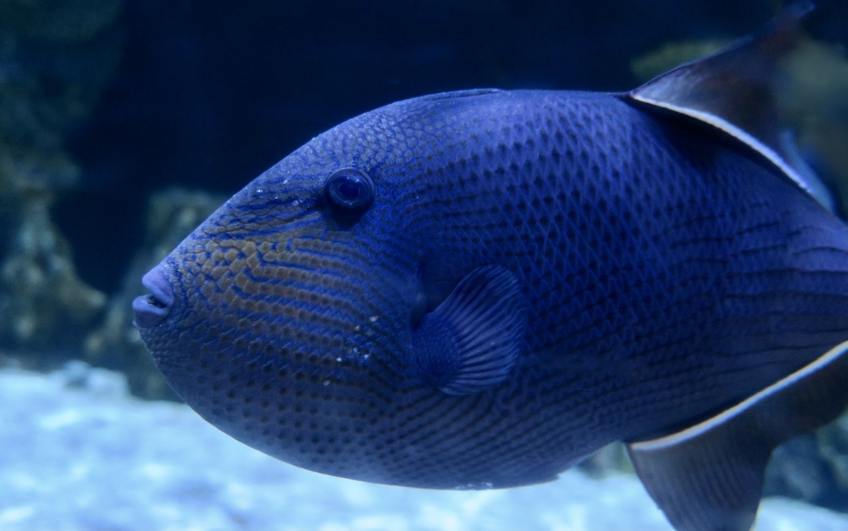 Black Triggerfish (Melichthys niger)