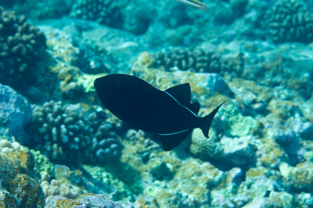 Black Triggerfish (Melichtys niger)