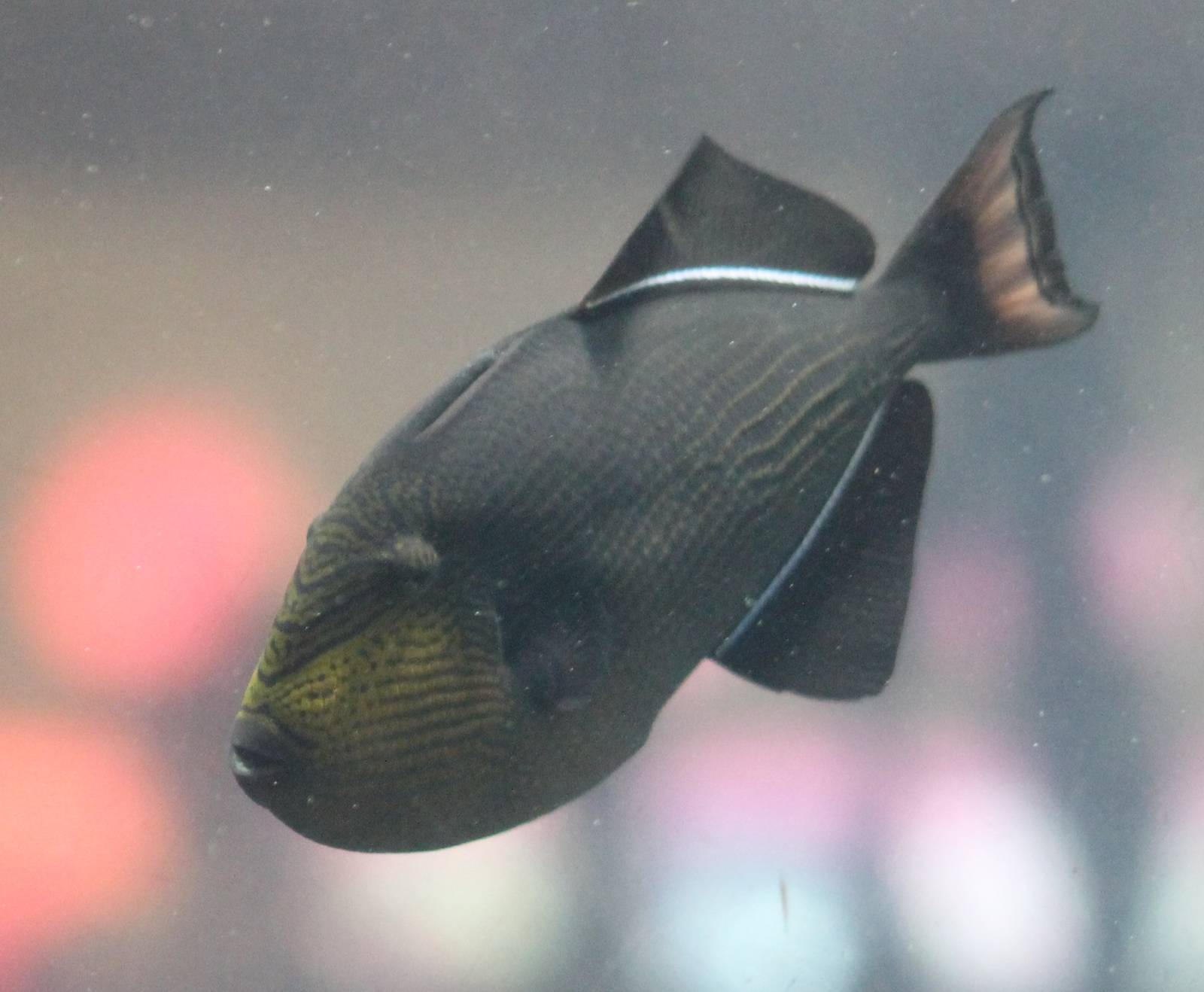 Black triggerfish