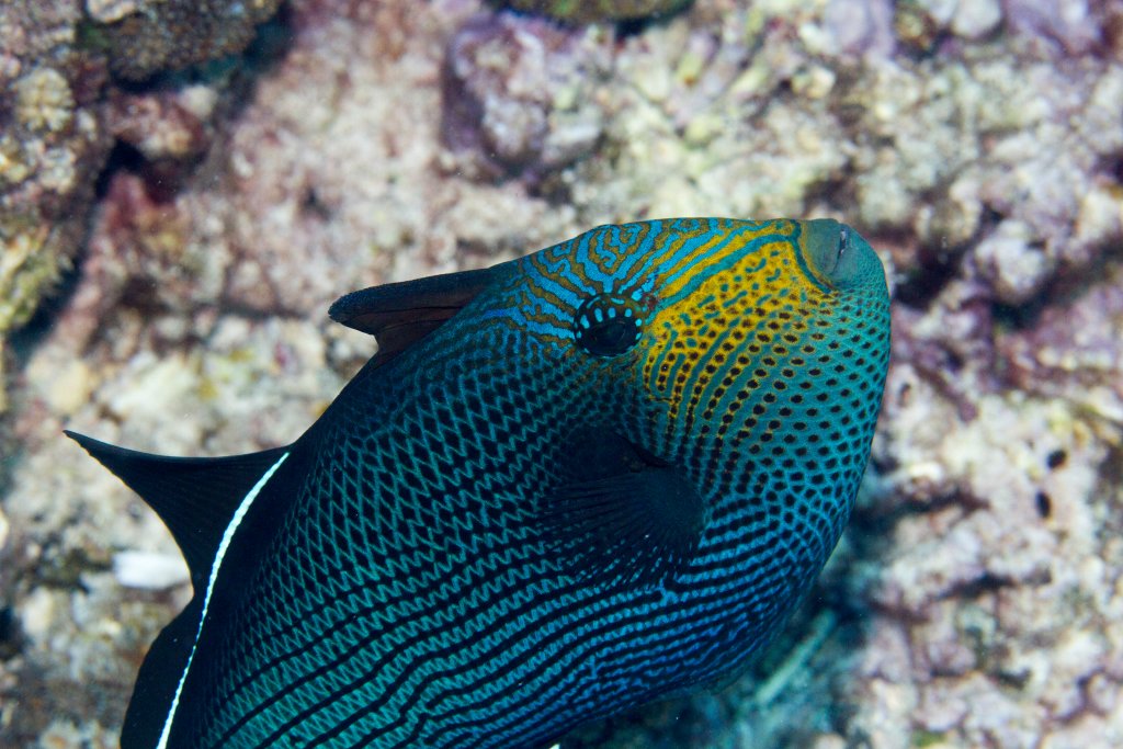 Black Triggerfish