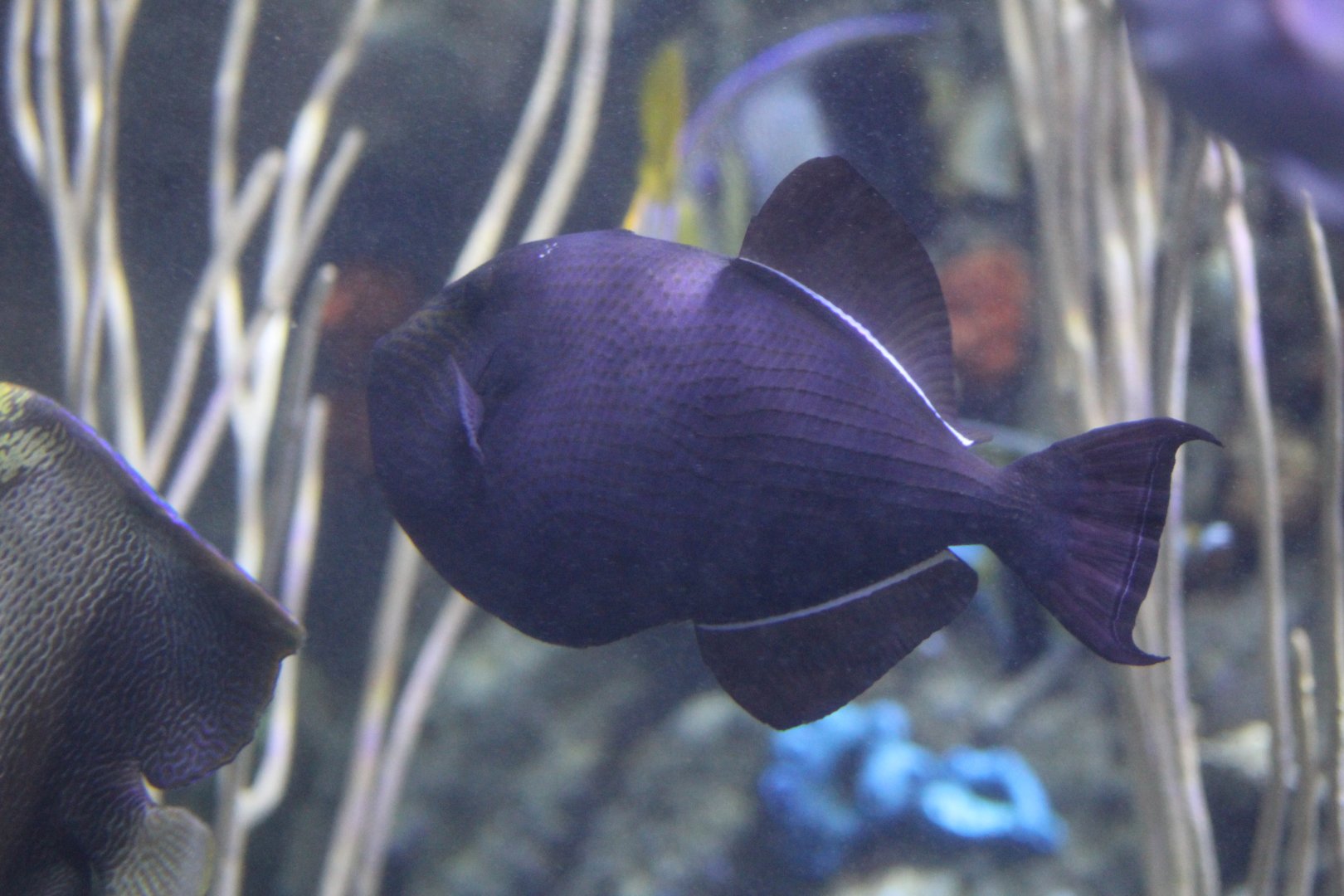 Black Triggerfish