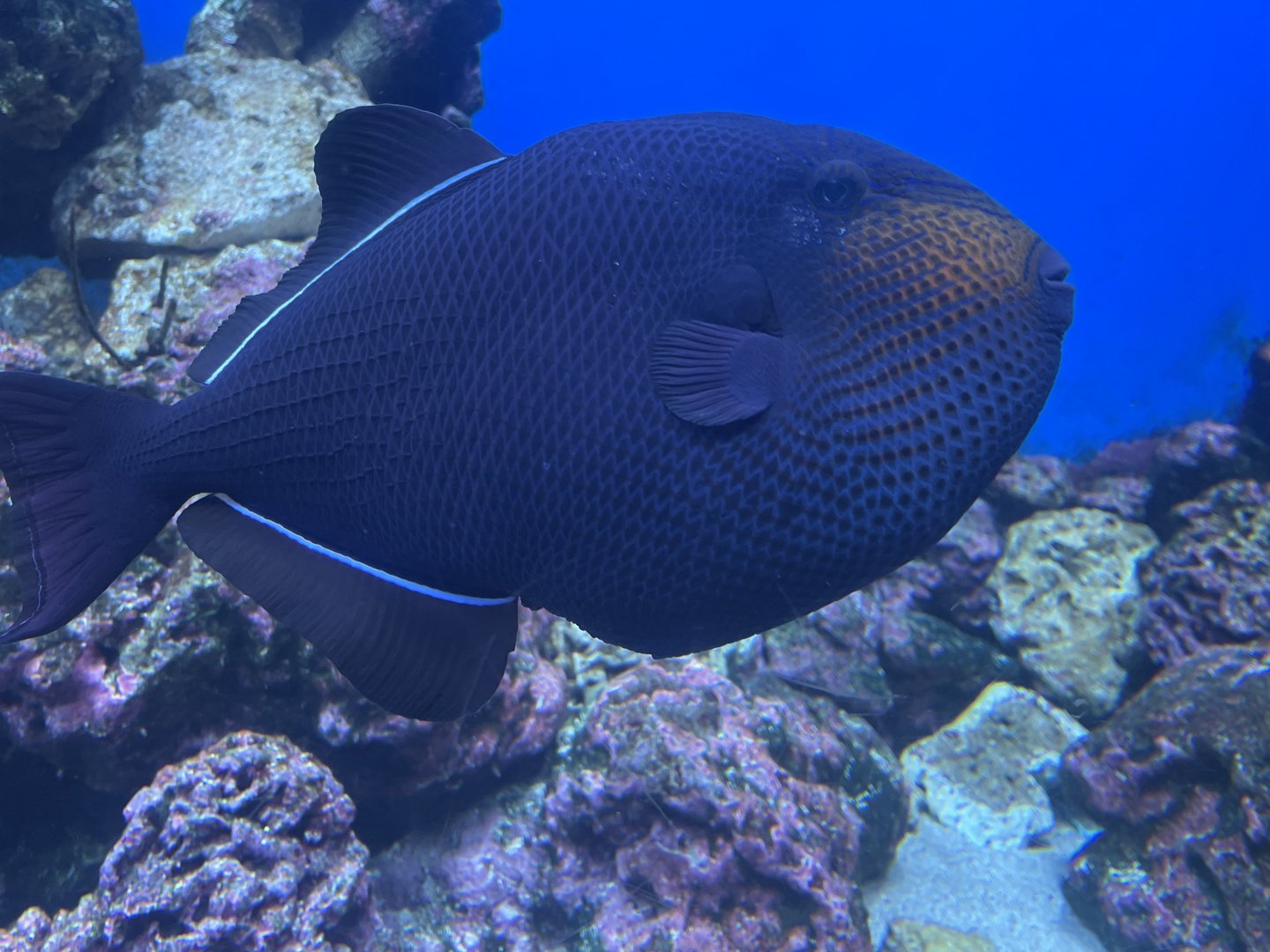 Black Triggerfish
