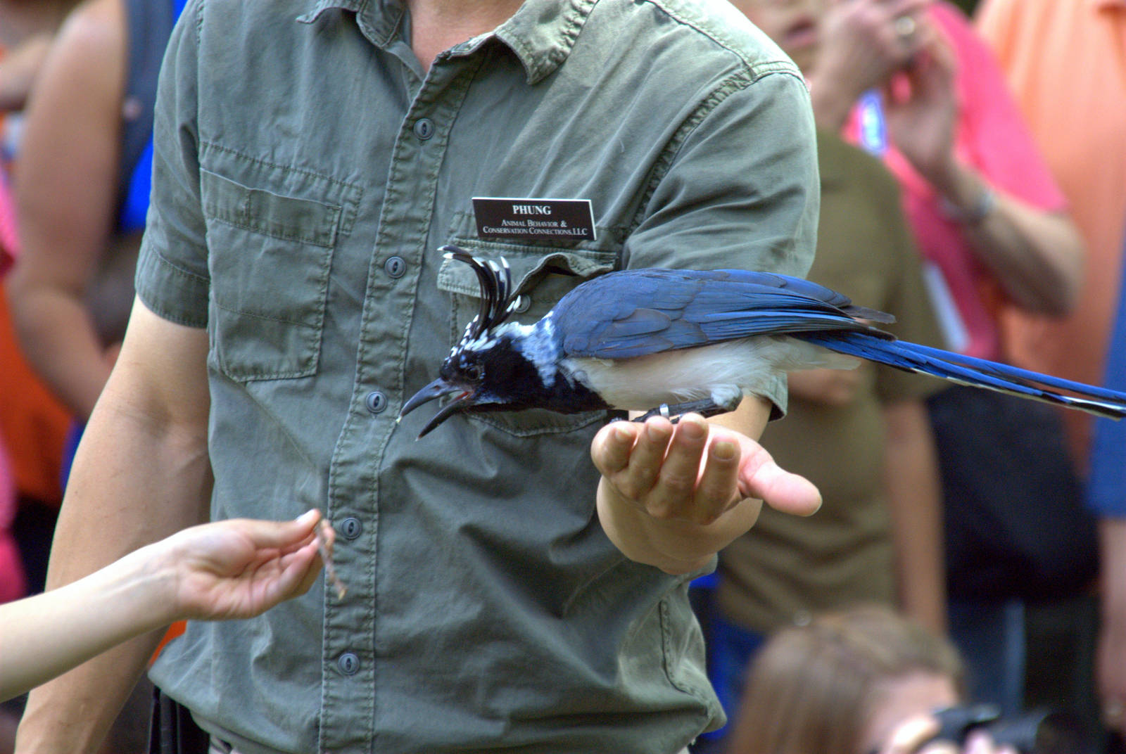 Black Troated Magpie Jay