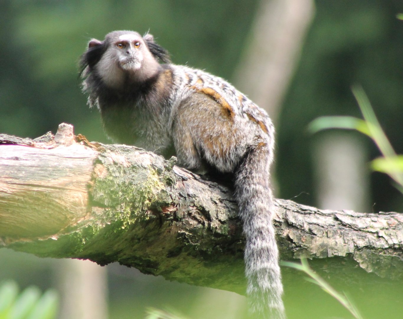 Black tuffted-ear marmoset