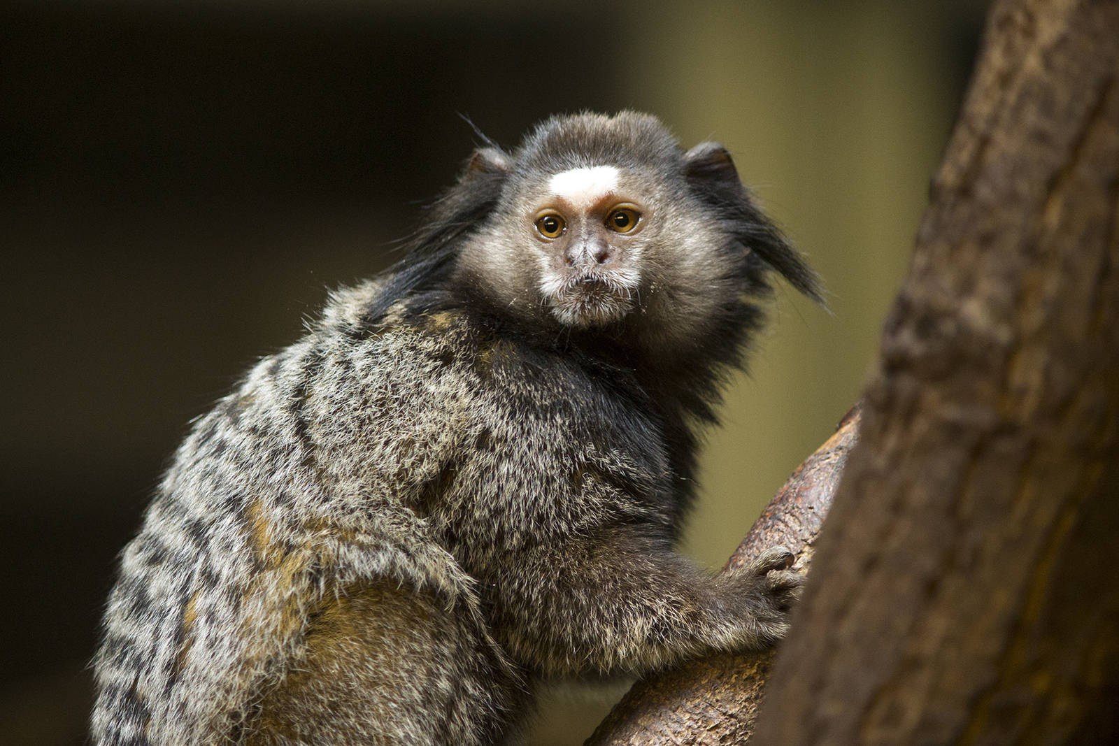 Black-tufted ear marmoset, 4/01/15