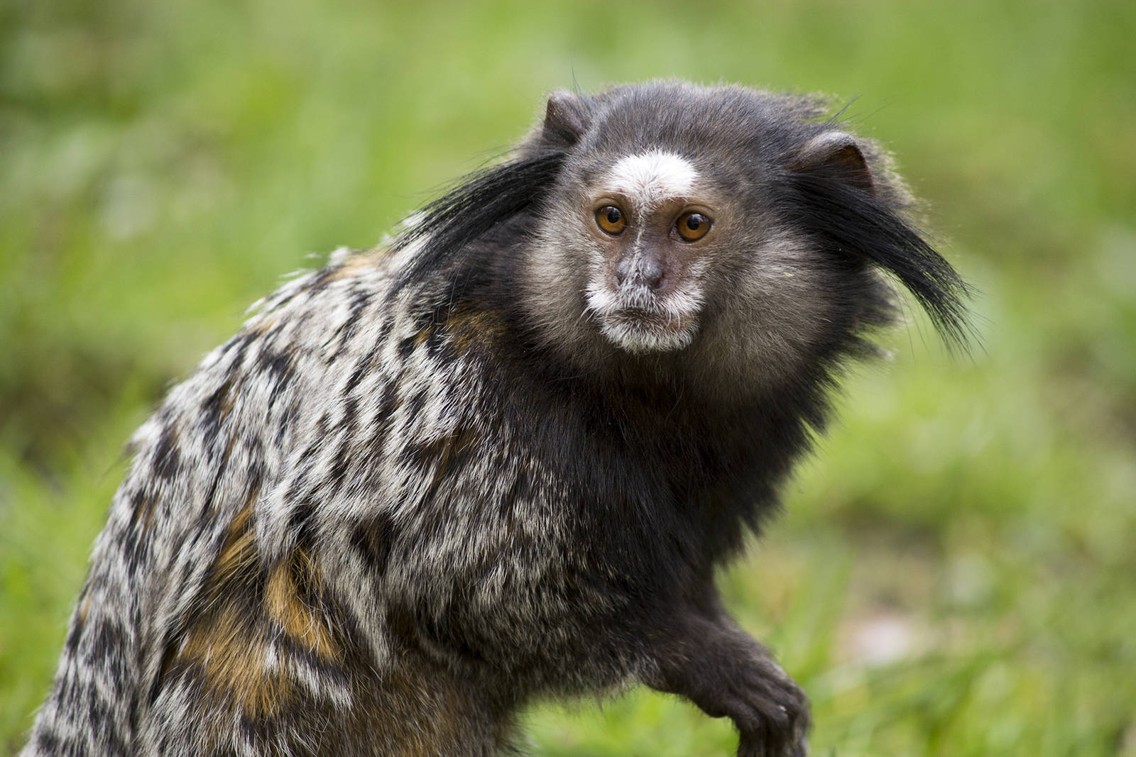 Black-tufted ear marmoset, 4/03/15